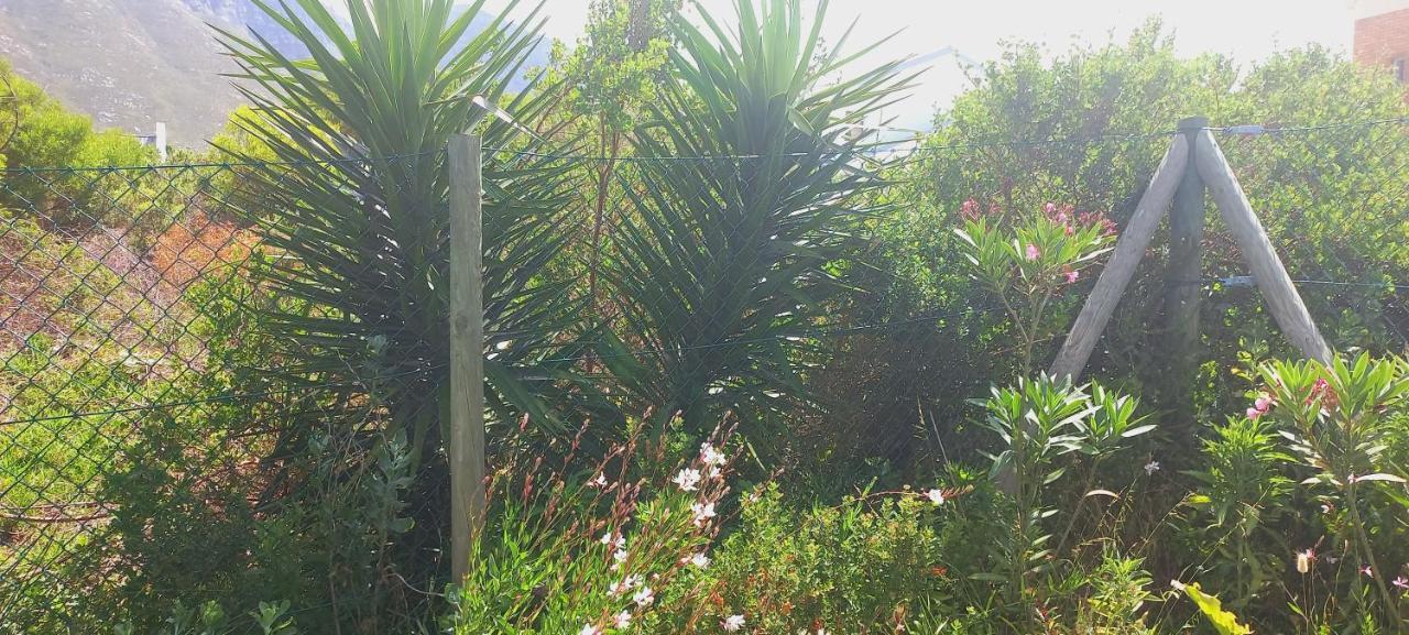Cat Nap Cottage Bettyʼs Bay Buitenkant foto
